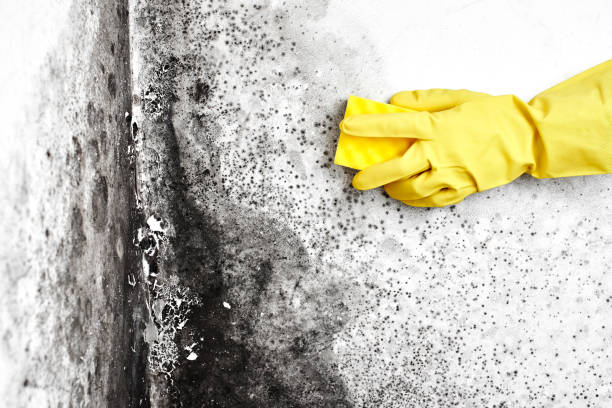 Best Post-Construction Mold Inspection  in Prague, OK